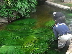 �N�o�̗t����